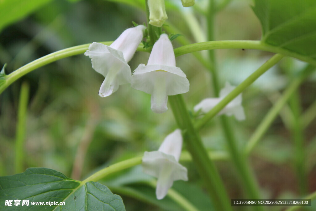 芝麻植株  