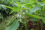 芝麻植株  