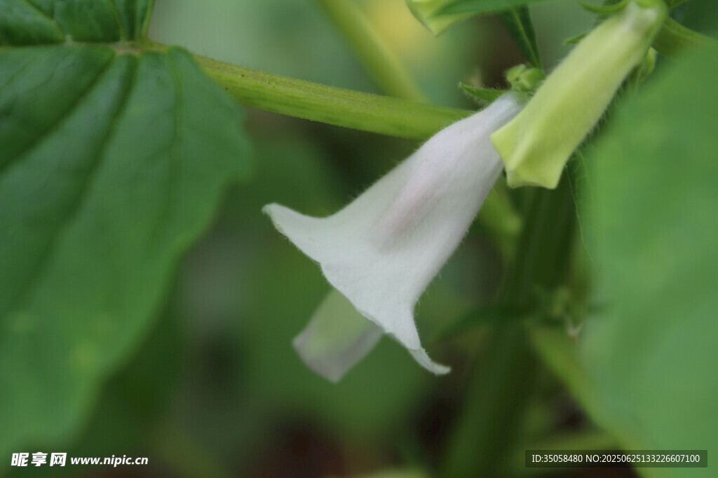 芝麻植株  