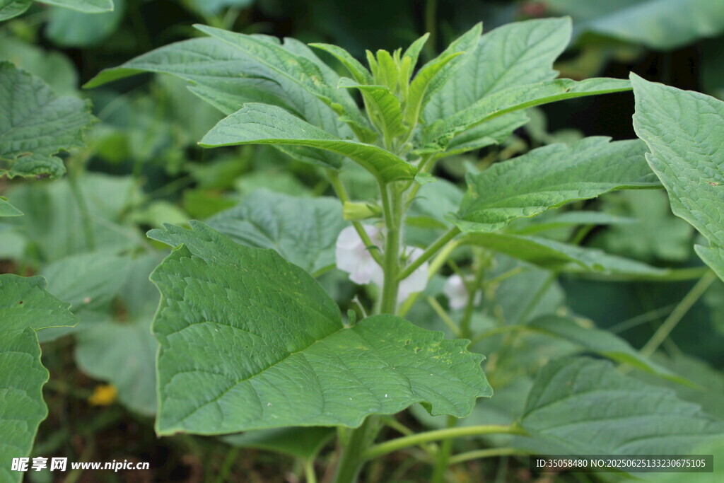 芝麻植株 