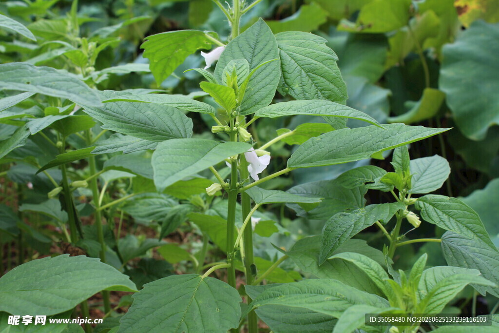 芝麻植株  