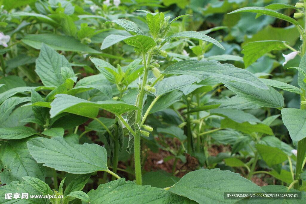 芝麻植株 