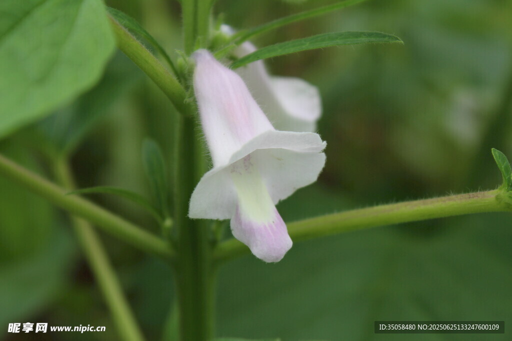 芝麻植株  