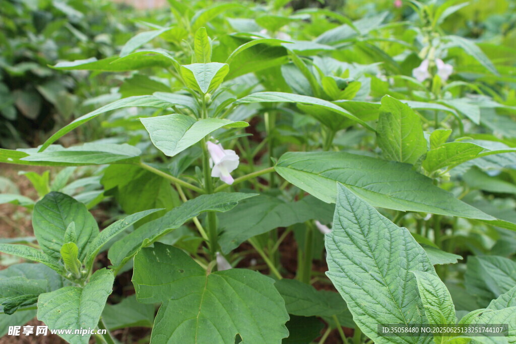 芝麻植株 