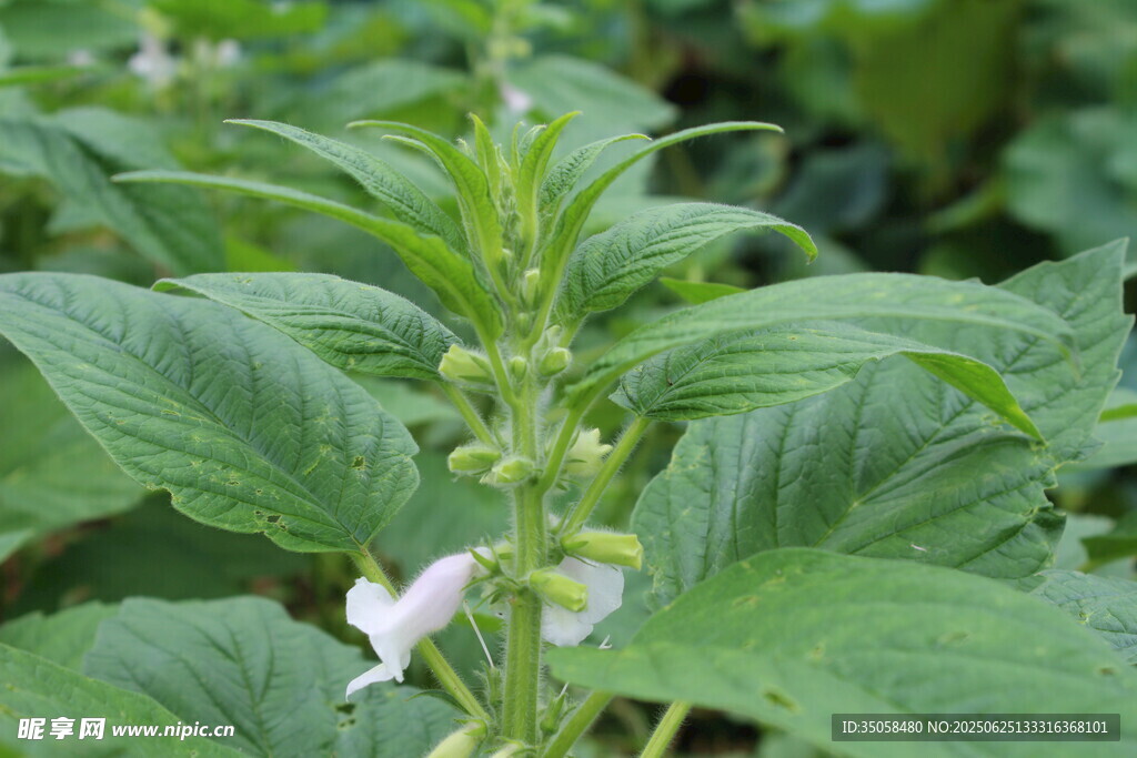 芝麻植株 