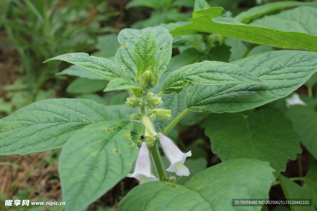 芝麻植株 