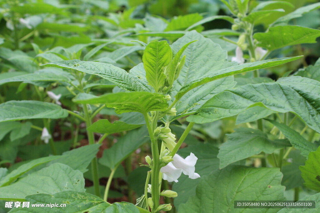 芝麻植株 