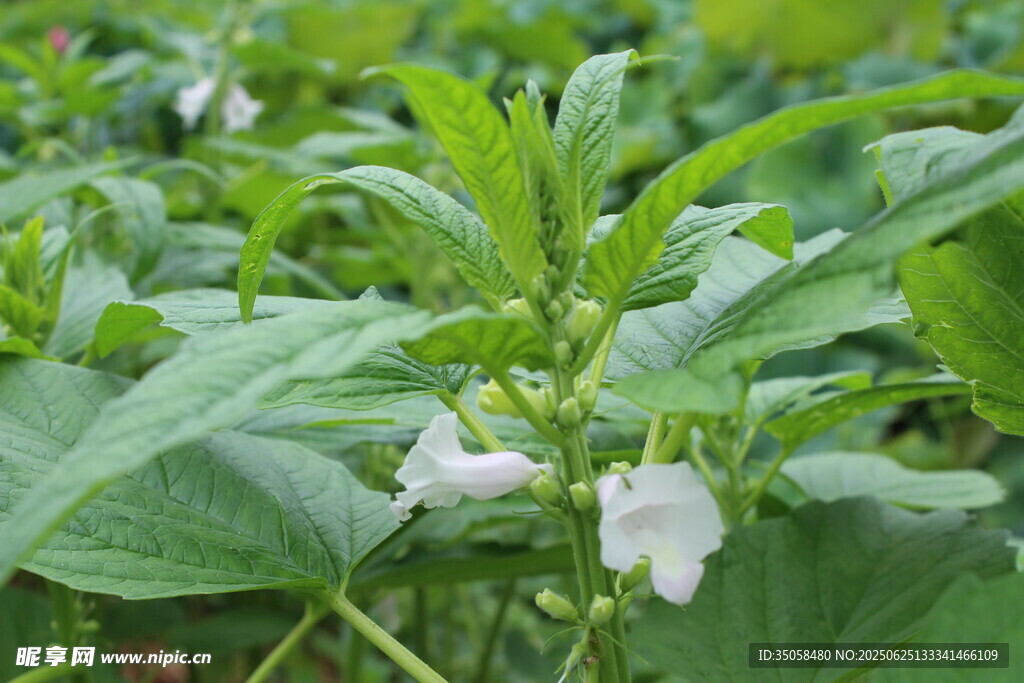 芝麻植株 