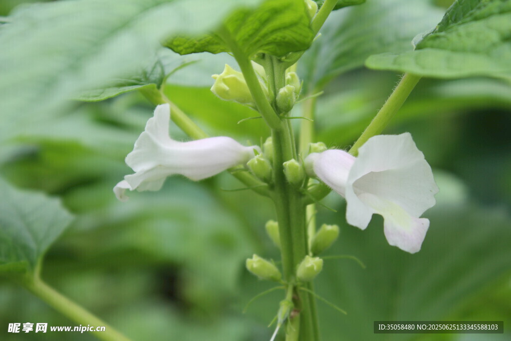 芝麻植株  