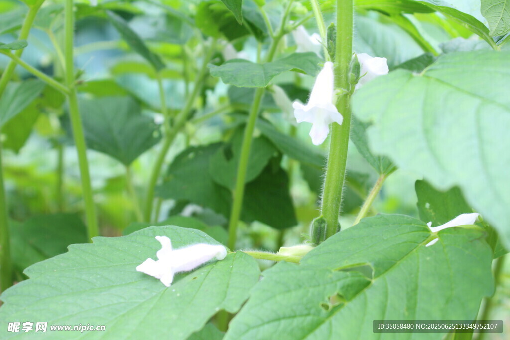 芝麻植株 