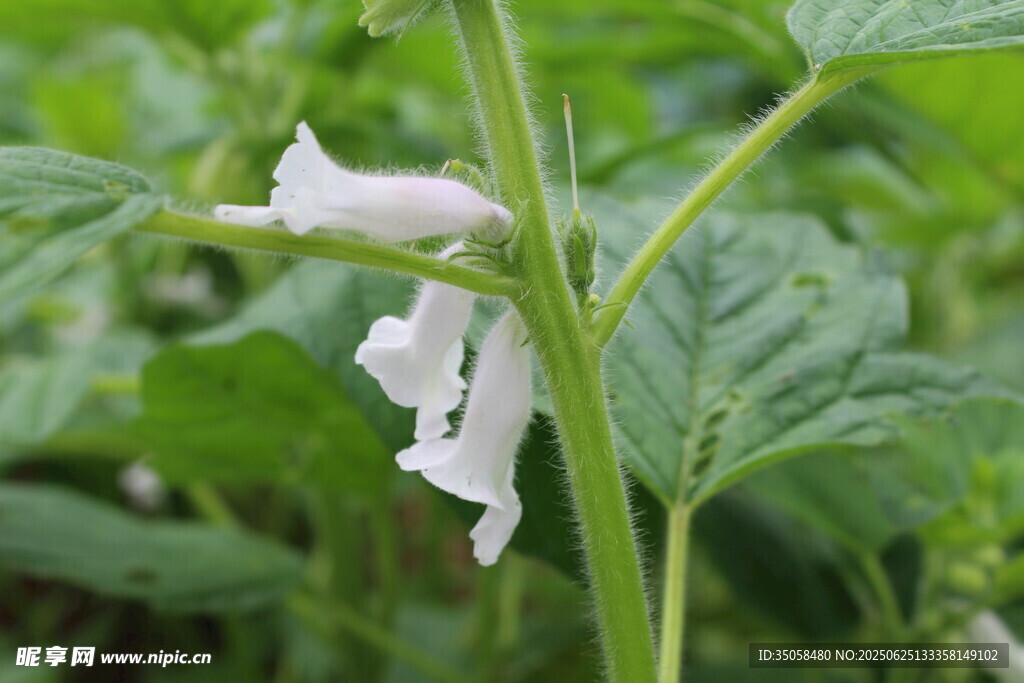 芝麻植株  