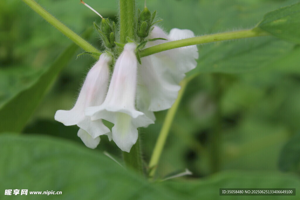 芝麻植株  