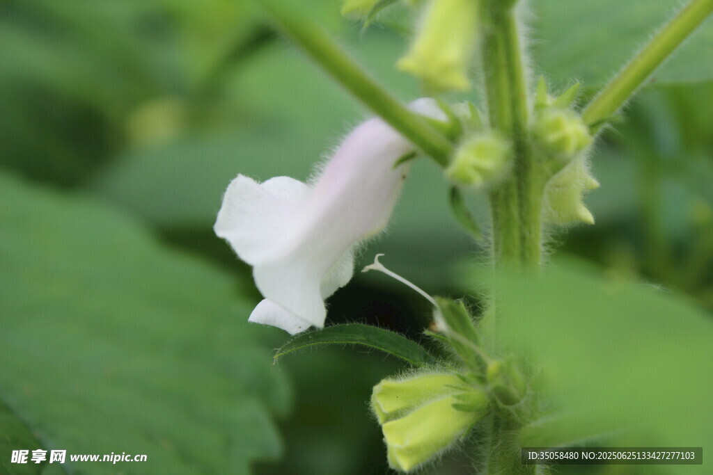 芝麻植株  