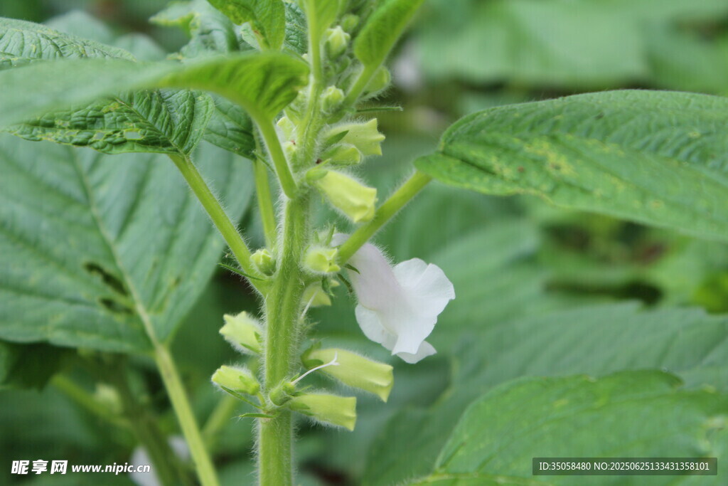 芝麻植株  