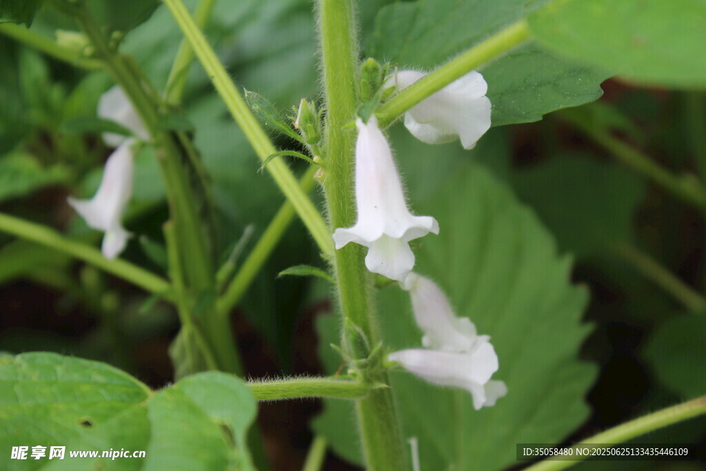 芝麻植株  