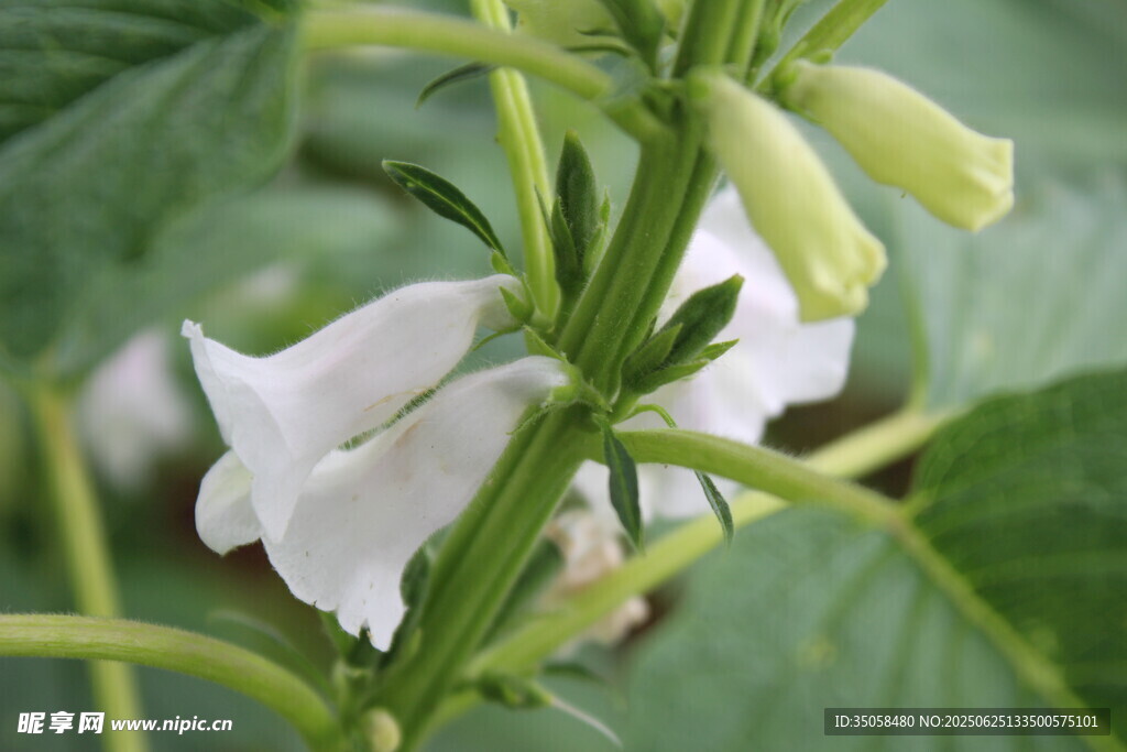 芝麻植株 