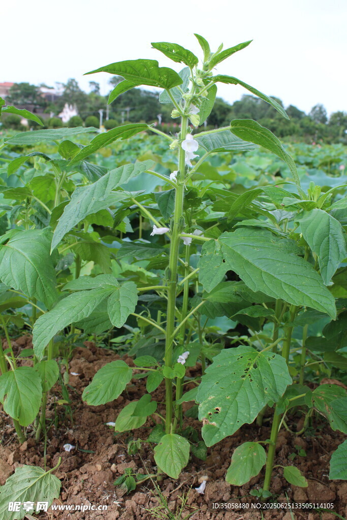 芝麻植株