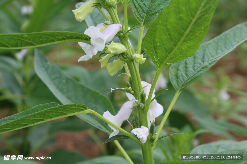 芝麻植株 