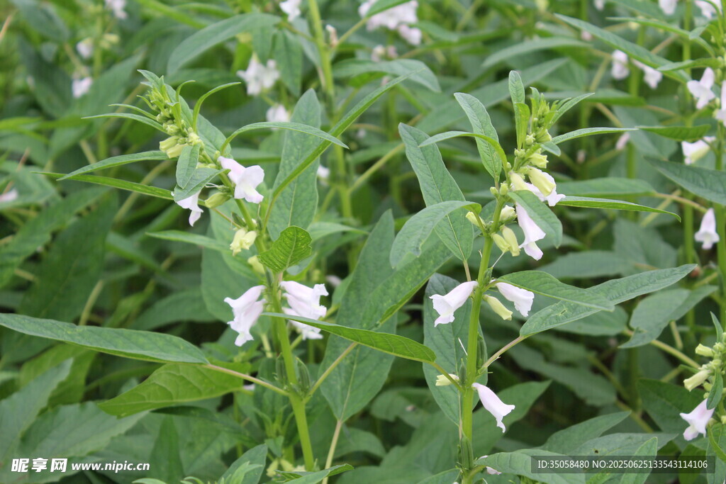 芝麻植株 
