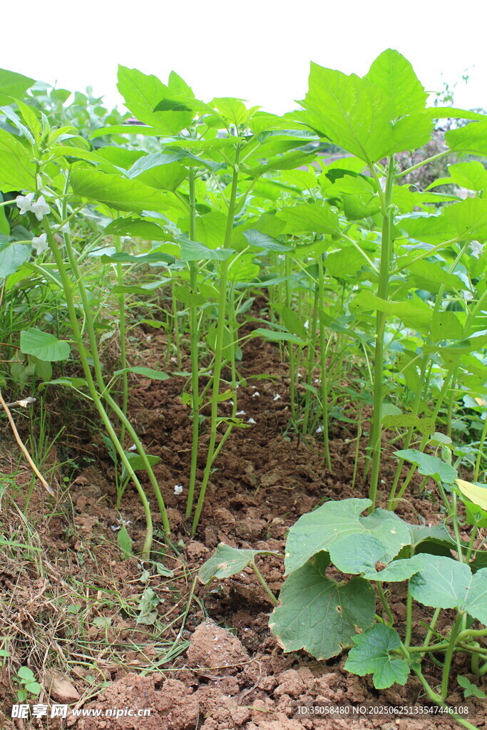 芝麻植株  