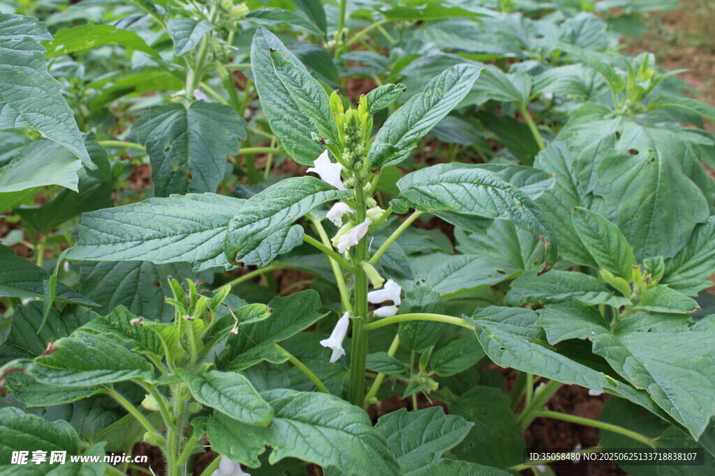 芝麻植株  