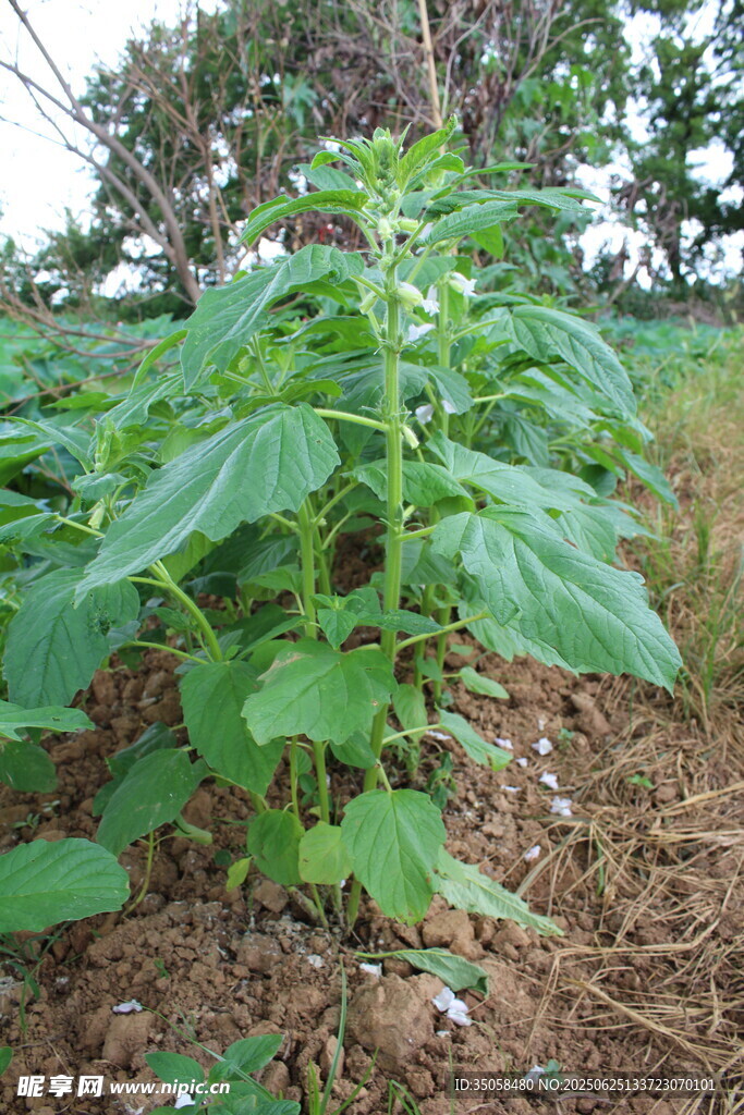 芝麻植株  