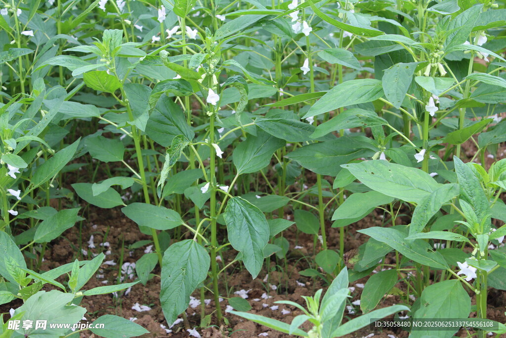 芝麻植株  