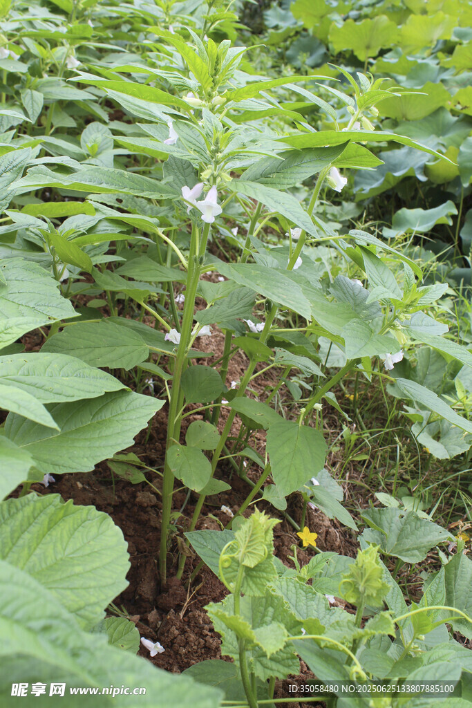 芝麻植株 