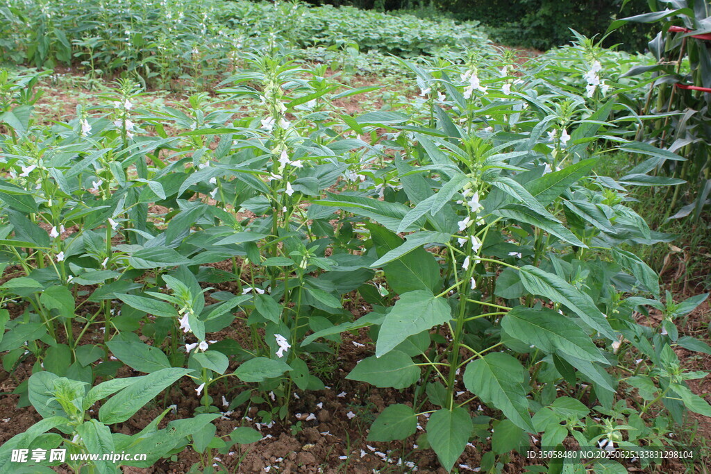 芝麻植株 
