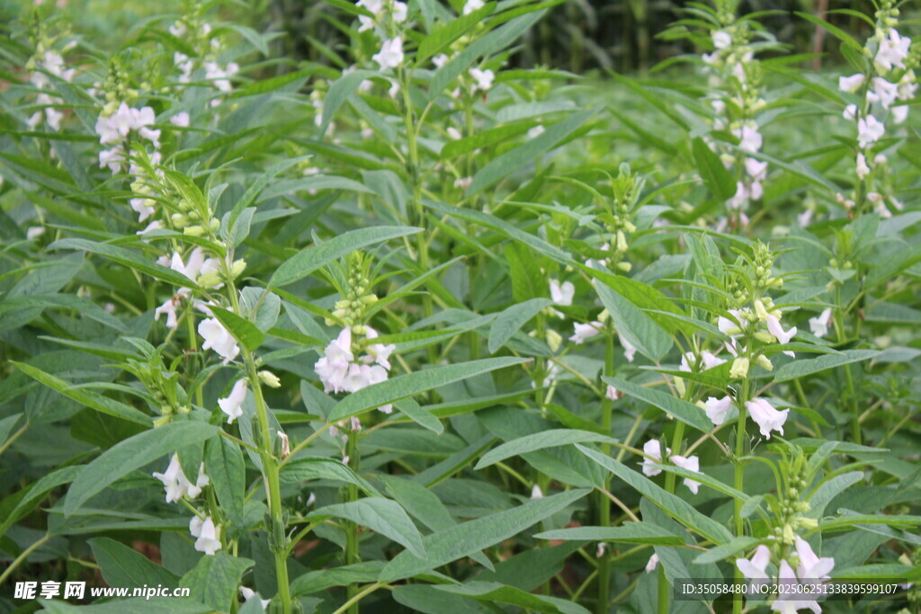 芝麻植株  