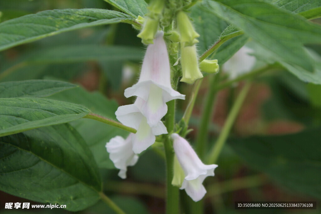 芝麻植株  