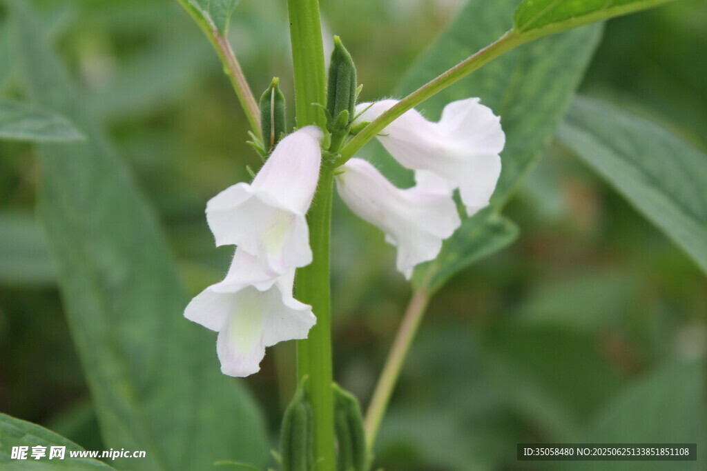 芝麻植株 