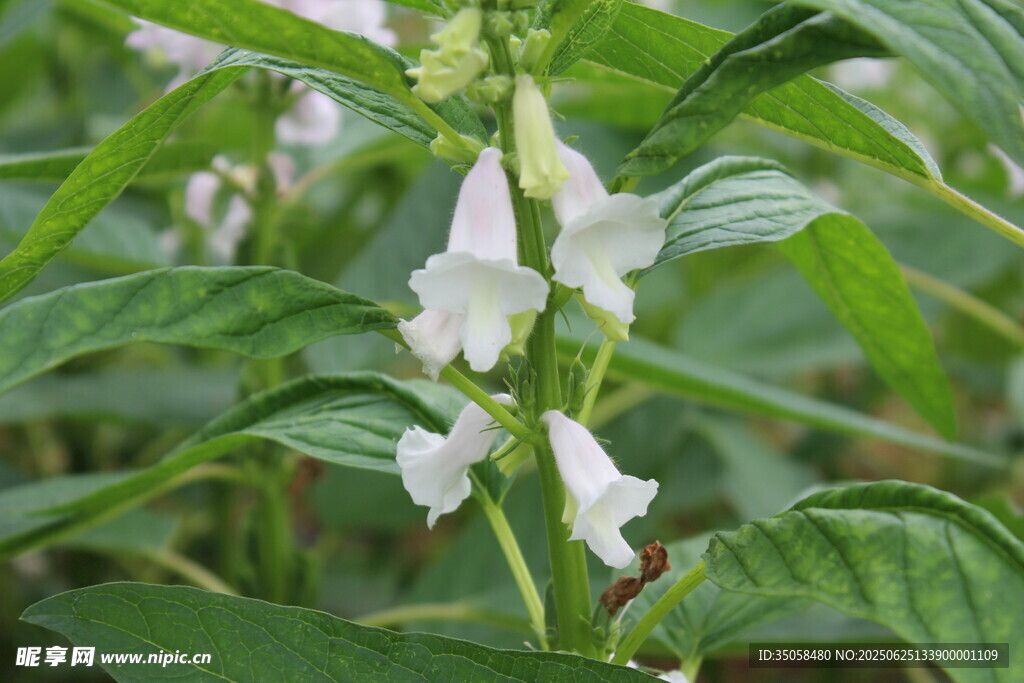 芝麻植株