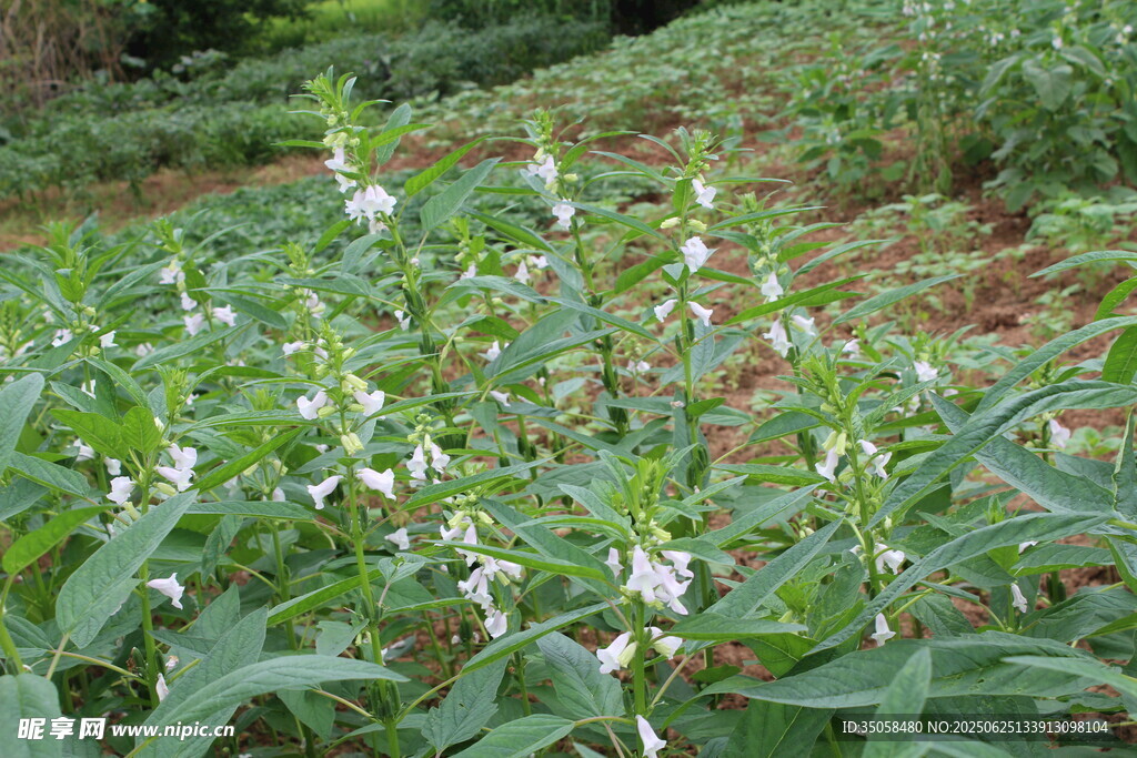 芝麻植株
