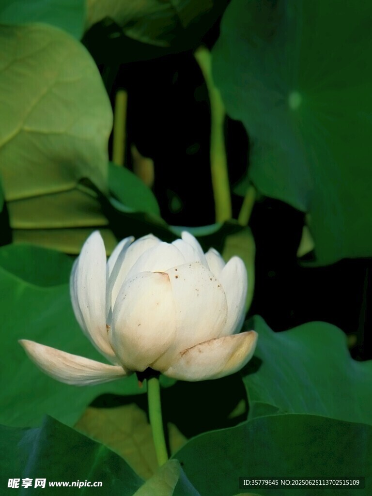 荷花