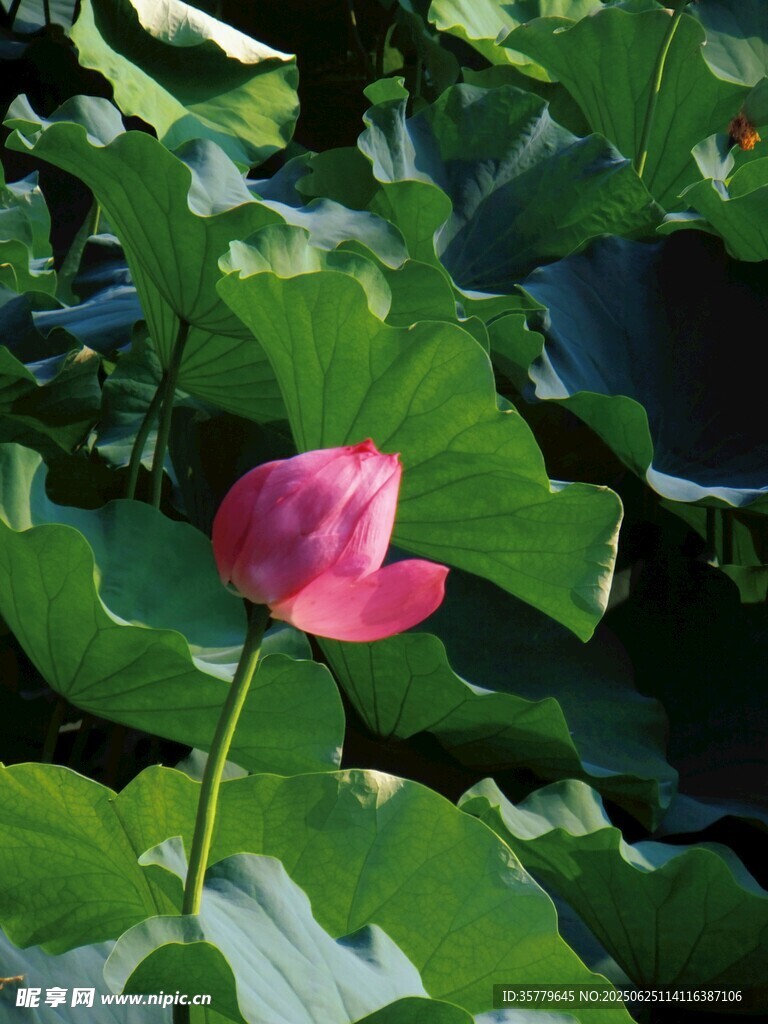 荷花