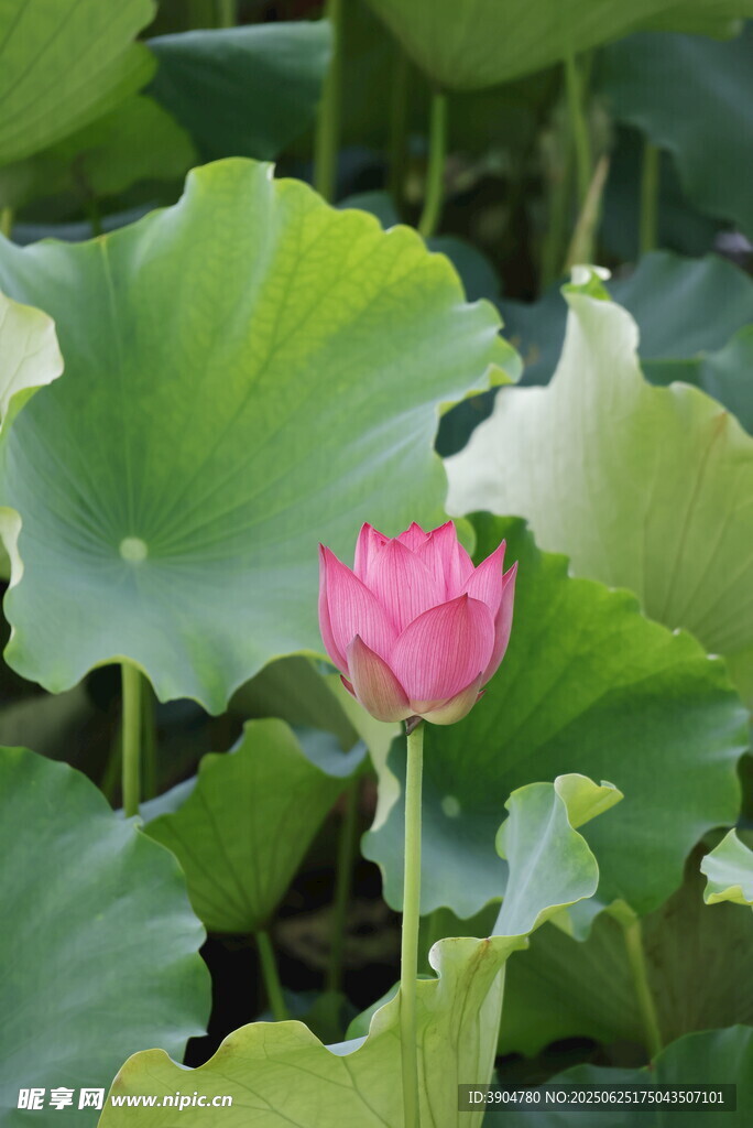 嬌艷荷花綻放于綠葉間
