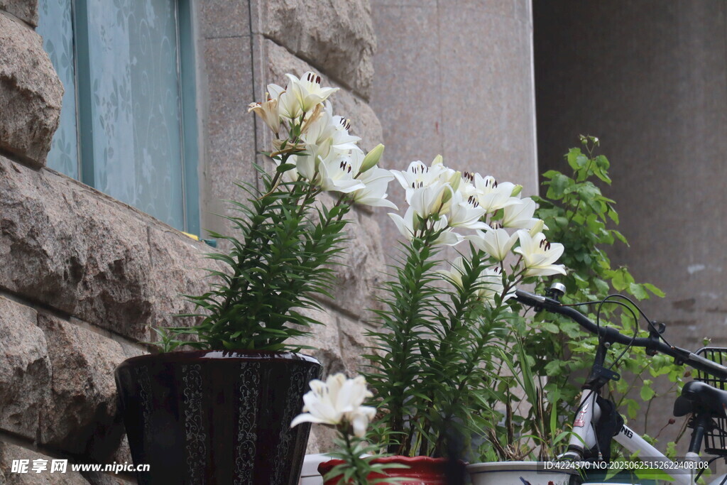 圣母百合