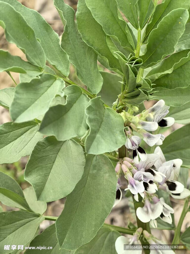 蠶豆地