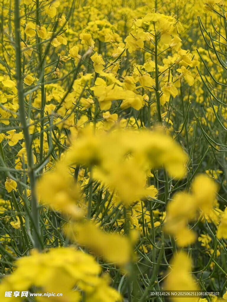 油菜開花
