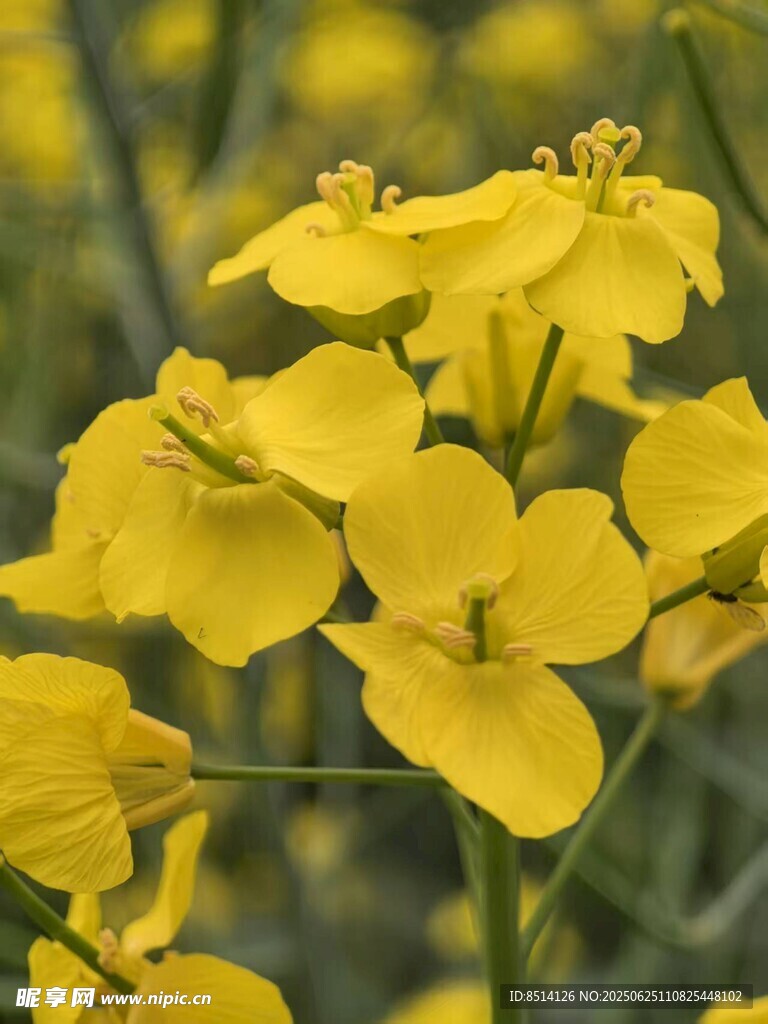 油菜花照片