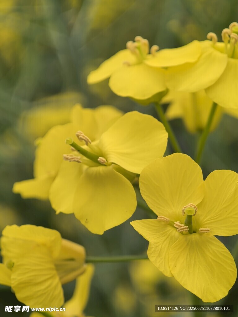 油菜花微距