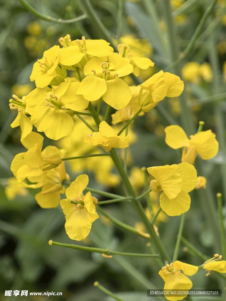 油菜花朵