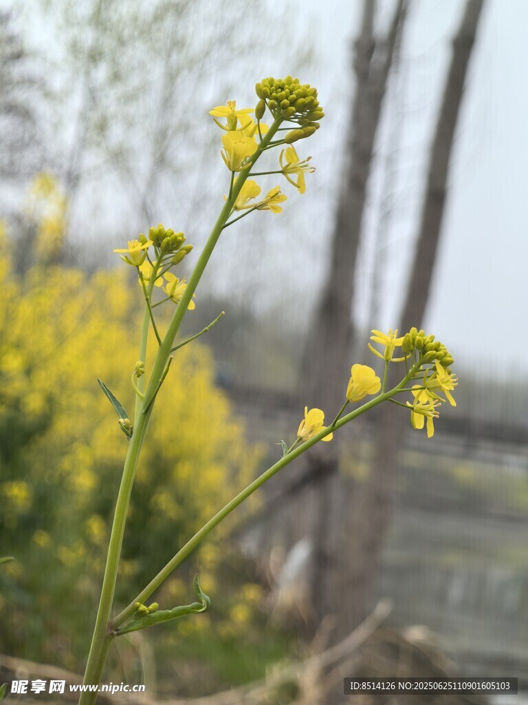 油菜花
