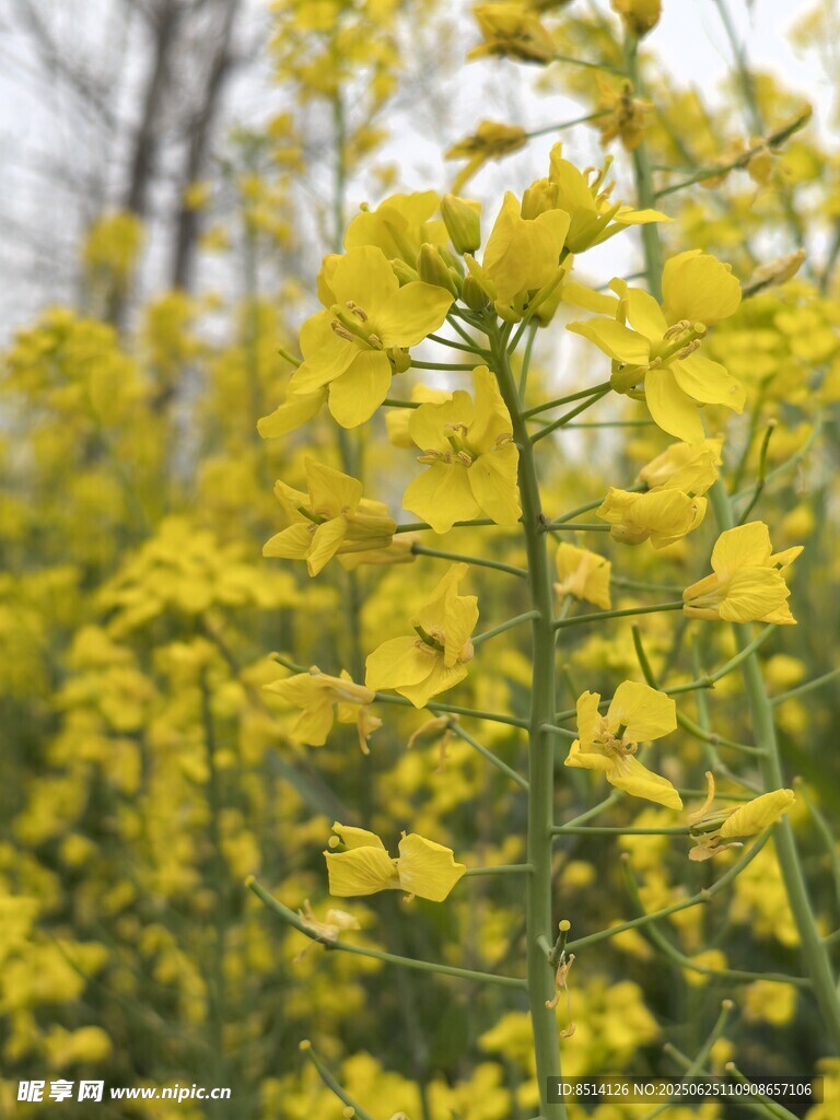 油菜花