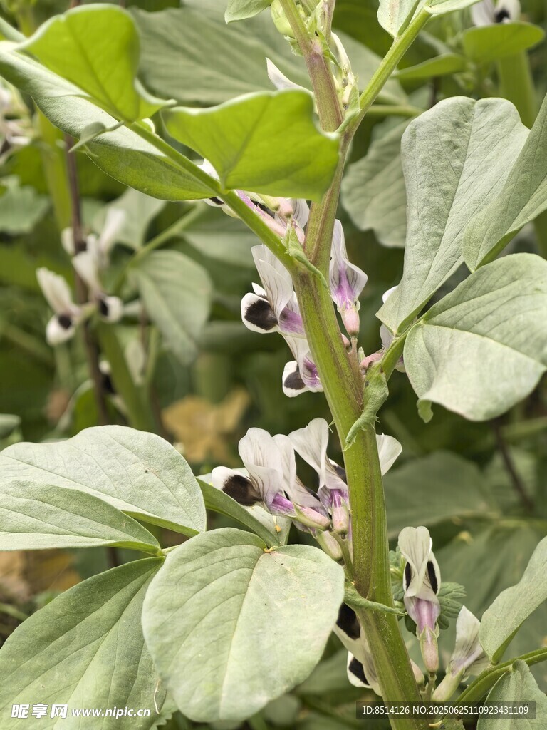 蠶豆花