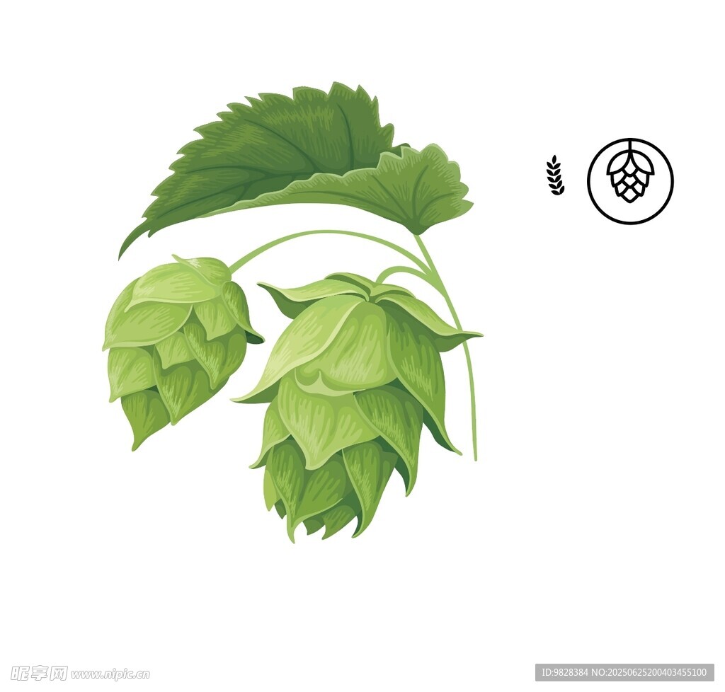 植物插畫(huà)