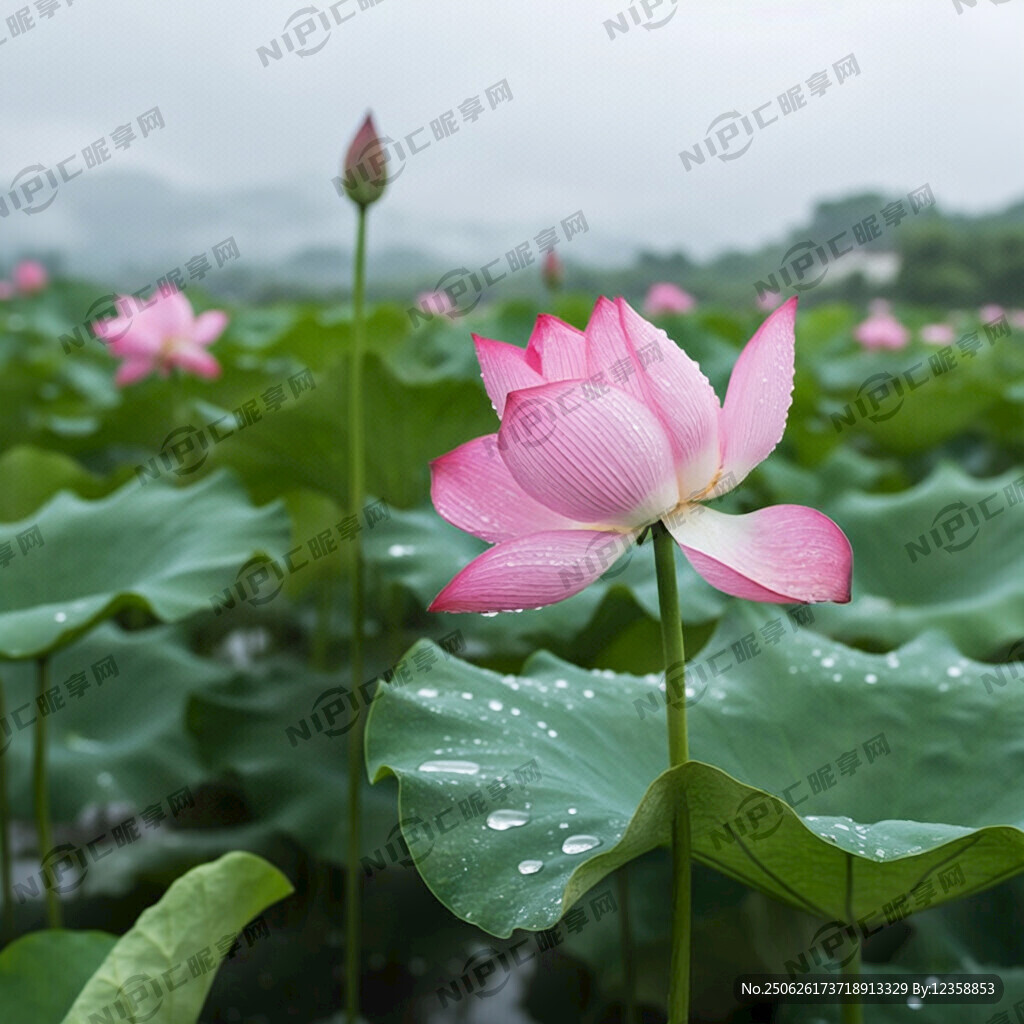 雨中場(chǎng)景  下雨 荷花