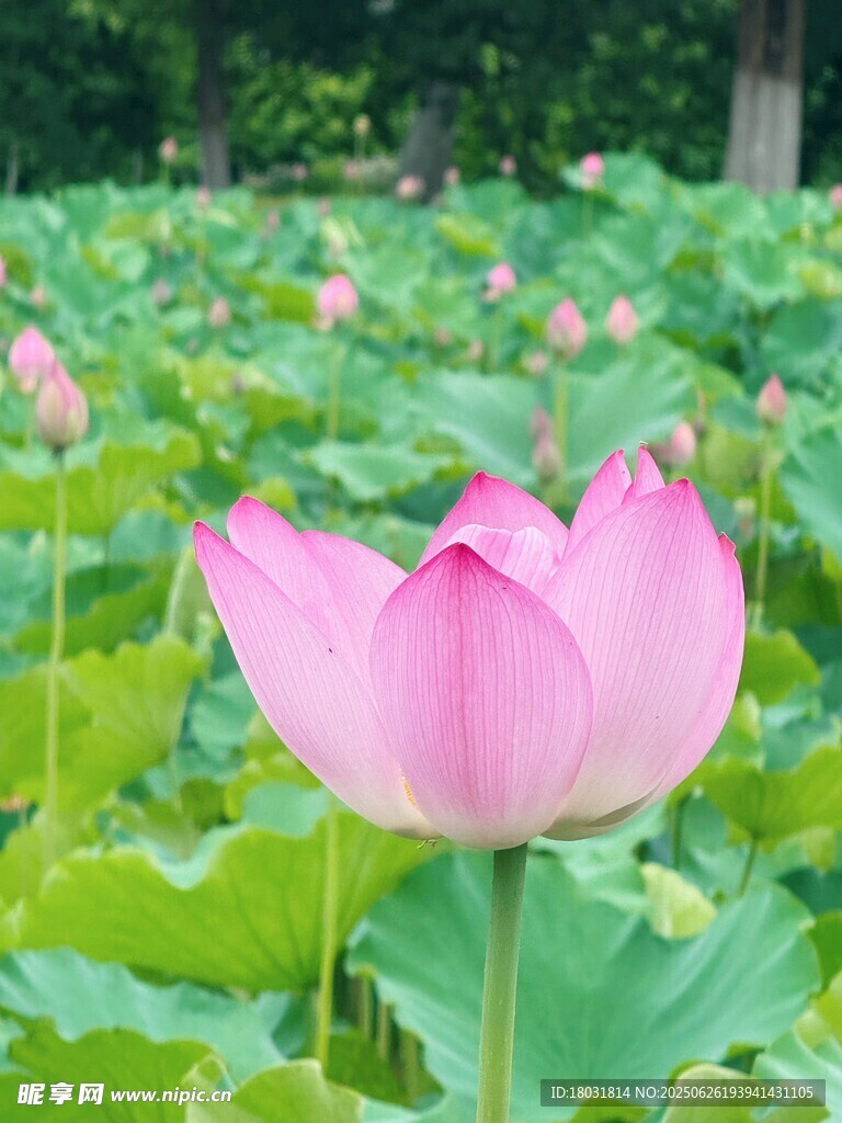 荷花綻放于綠葉間