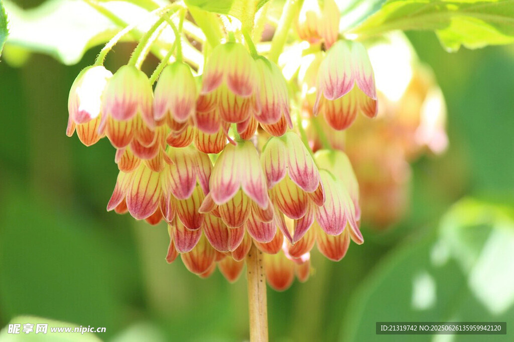 多彩鈴狀花特寫(xiě)
